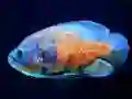 Laro Tiger Fish Jigsaw online