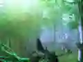 Laro Trapped Honeybee Escape online