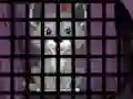 Laro Trapped Wolf Rescue online