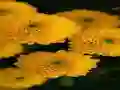Laro Chrysanthemums Jigsaw online