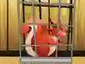 Laro Rescue The Red Squirrel From Cage online