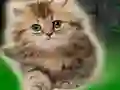 Laro Couple Kitten Escape online