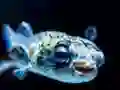 Laro Puffer Fish Jigsaw online