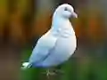 Laro Realistic Pigeon Rescue online