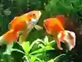Laro Blue Fish Escape online