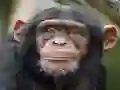 Laro Chimpanzee Jigsaw online