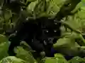 Laro Escape from Black Panther Forest online
