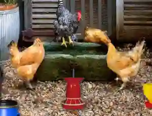 Laro Poultry Farm Easter Escape online