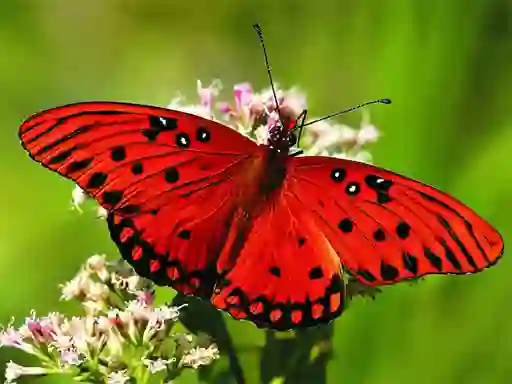 Laro Nature Jigsaw Puzzle Butterfly online