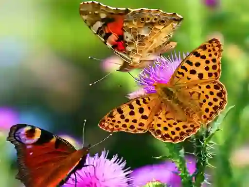 Laro Butterfly Slide online