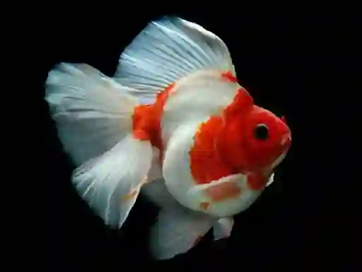Laro Gold Fish Jigsaw Puzzle online