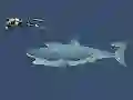 Laro Mad Shark online