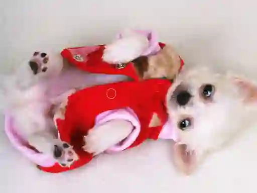 Laro Lovely Puppy Slide online
