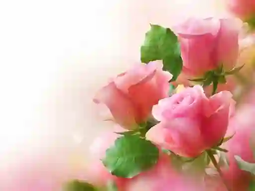Laro Pink Roses online