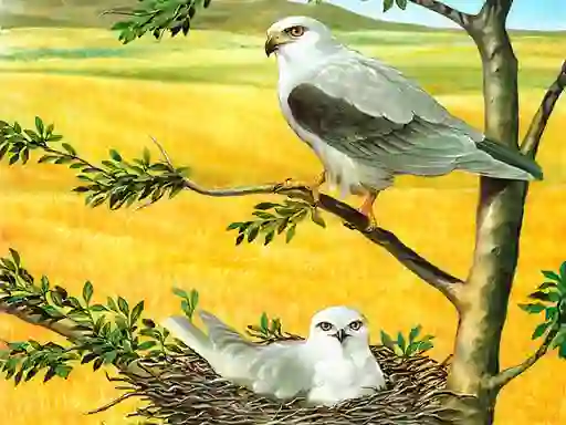 Laro Birds Of Prey Puzzle online