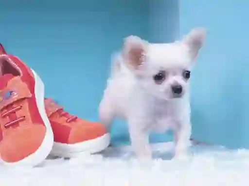 Laro Lovely Puppy Puzzle online
