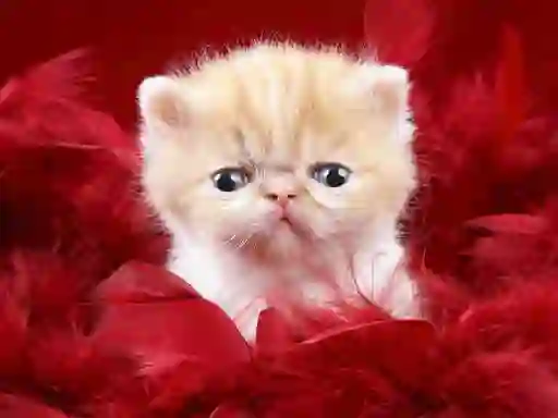 Laro Funny Kitty online