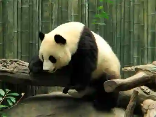 Laro Pandas Puzzle online