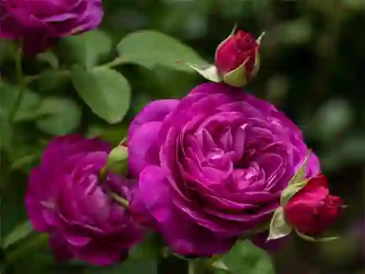 Laro Purple Roses online