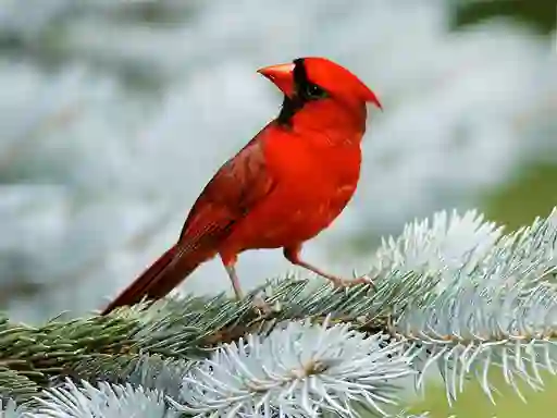 Laro Birds Puzzle online