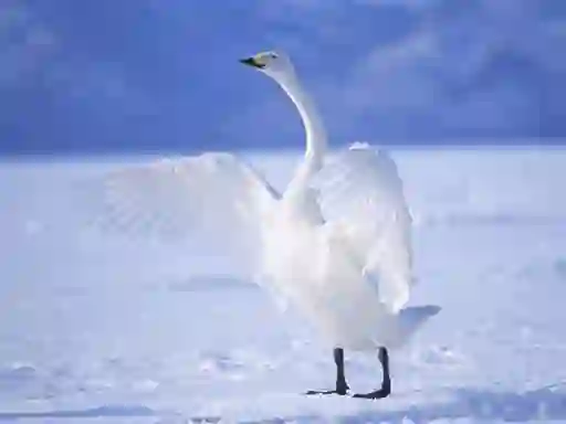 Laro Graceful Swans online