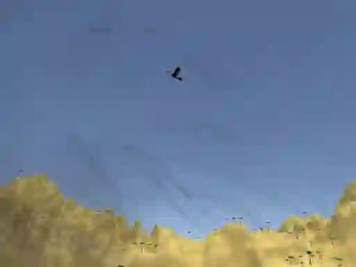 Laro Toucan Shooter online