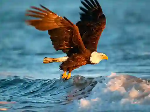 Laro Animals Jigsaw Puzzle Eagle online