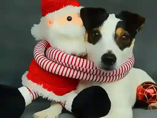 Laro Funny Christmas Dogs online