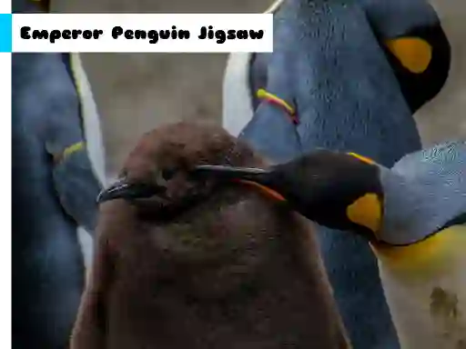 Laro Emperor Penguin Jigsaw online