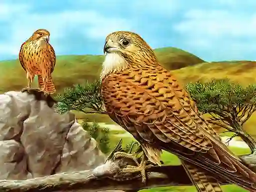 Laro Birds of Prey Slide online