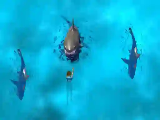 Laro Avoid the Sharks online