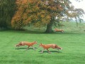 Laro Hunted Fox online