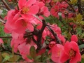 Laro Spring Flowers: Nakatagong Mga Bagay  online