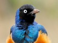 Laro Palaisipan ng Hayop: Wildlife & Logic  online