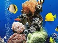 Laro Pagkakaiba sa ilalim ng dagat  online
