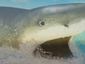 Laro La Shark online