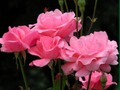 Laro Mga Rosas na Rosas  online