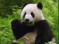 Laro Palaisipan ng Pandas  online