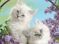 Laro Nakakatawang Kitty  online
