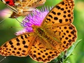 Laro Slide ng Butterfly  online