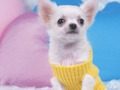 Laro Kaibig-ibig Puppy Puzzle  online