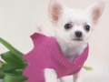 Laro Ang cute na mga Puppies puzzle  online