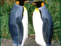 Laro Palaisipan ng Penguin  online