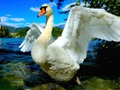 Laro Slans Slide  online