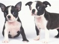 Laro Kaibig-ibig Puppy Slide  online