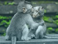 Laro Jigaw Chimpanzee  online