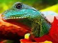 Laro Jigsaw ng Dragon Water Dragon  online