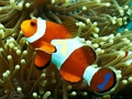 Laro Mga Nakatagong Numero sa ilalim ng dagat  online