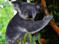 Laro Cute baby koala bear online