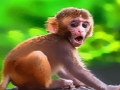 Laro Nakakatawang Baby Monkey  online